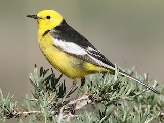 繁殖期雄鳥 (Black-backed) - Vyom Vyas - ML563072971