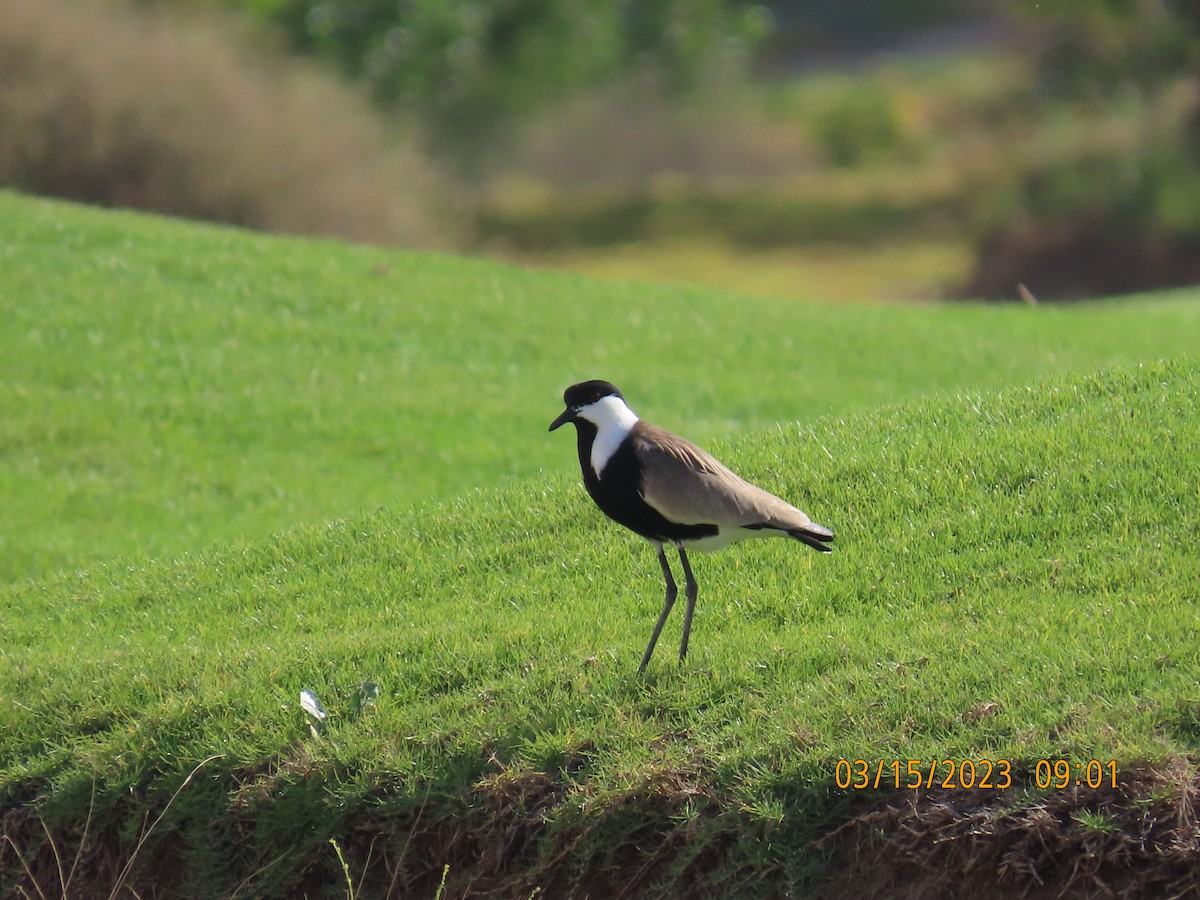 Spur-winged Lapwing - ML563075271