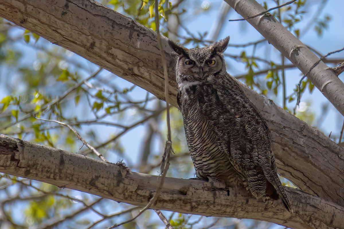 Great Horned Owl - ML563080051