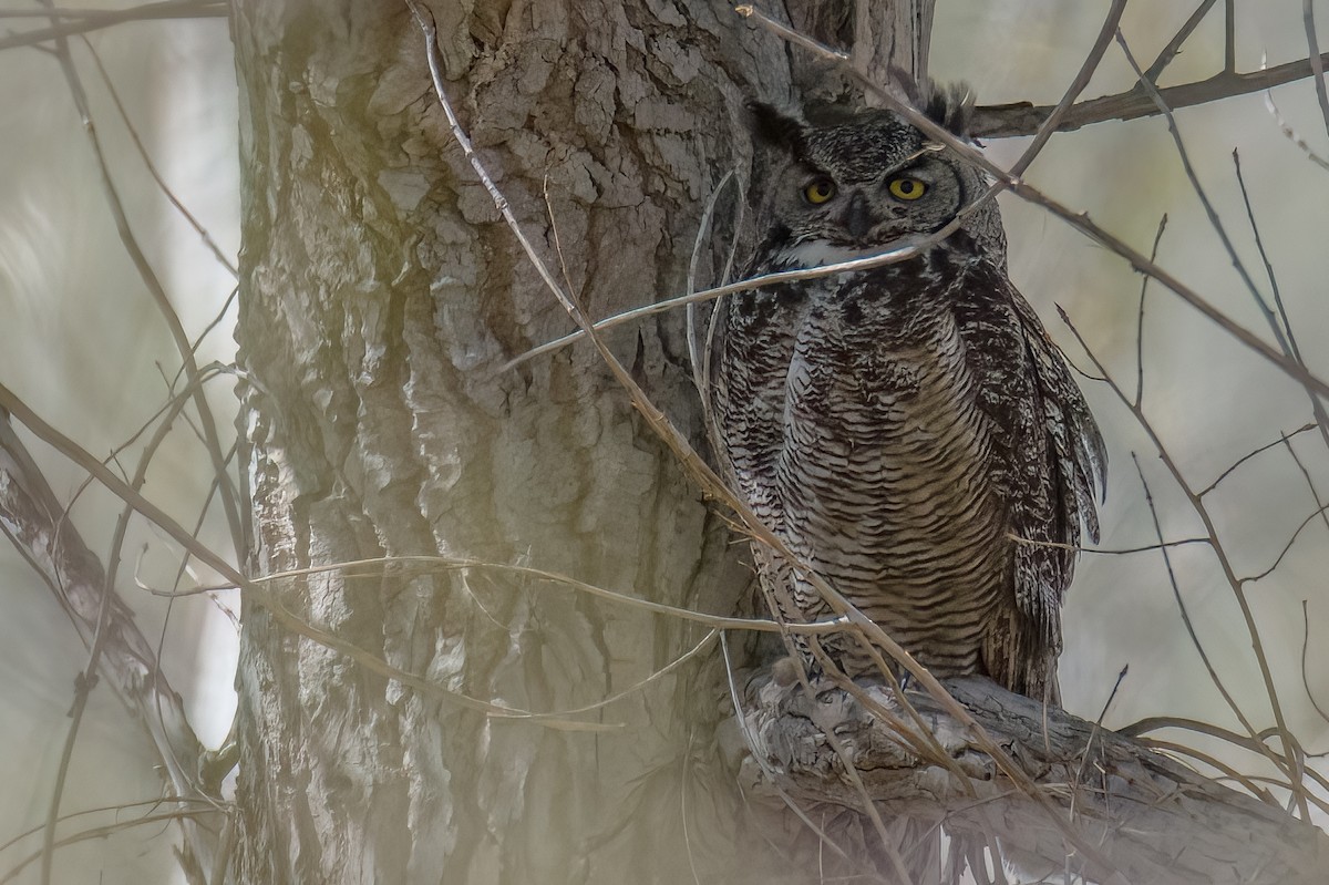 Great Horned Owl - ML563080081