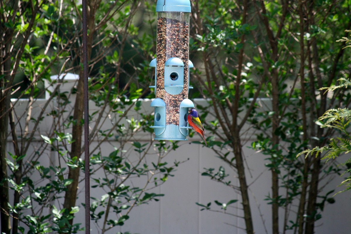 Painted Bunting - ML56308471