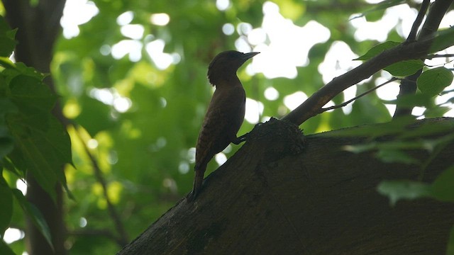 Rufous Woodpecker - ML563089361