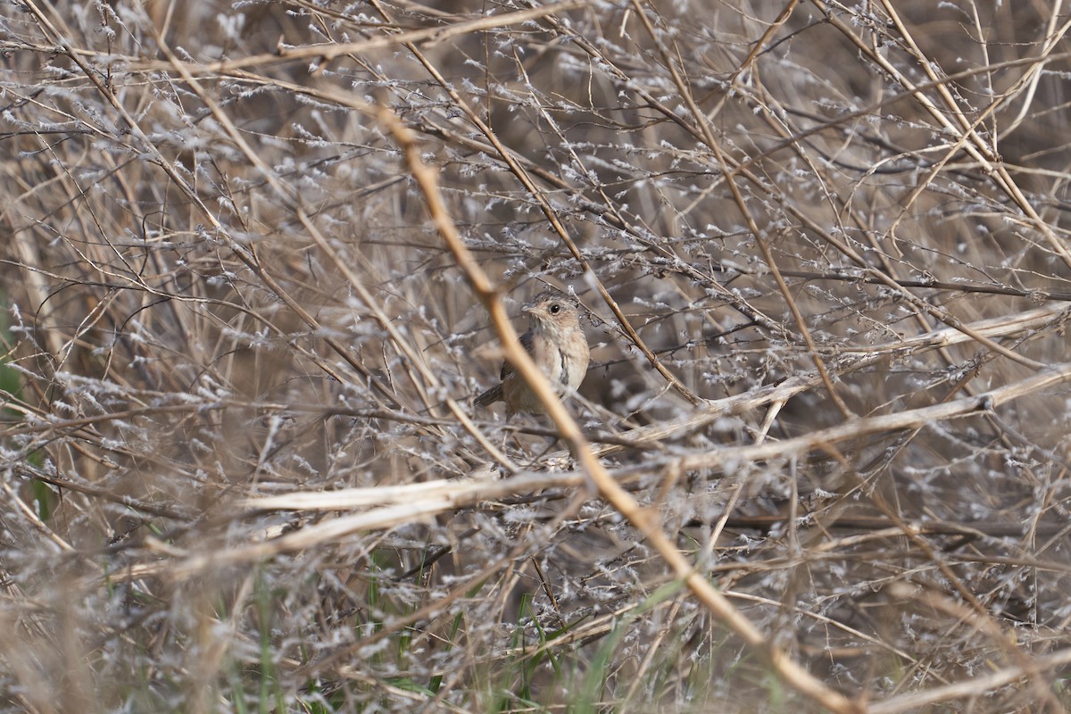 eBird Checklist 21 Apr 2023 Hackberry Flat WMAReservoir 12 species