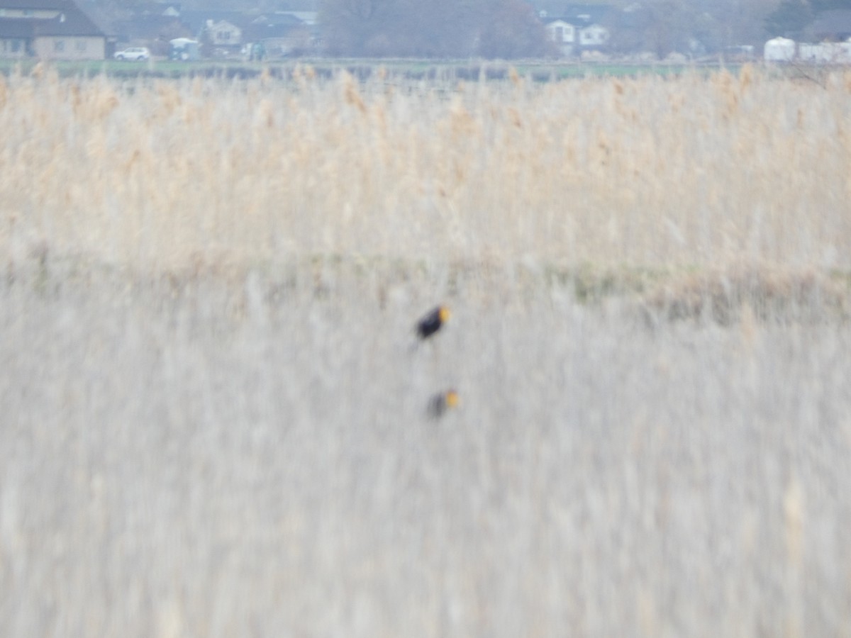 Yellow-headed Blackbird - ML563092401