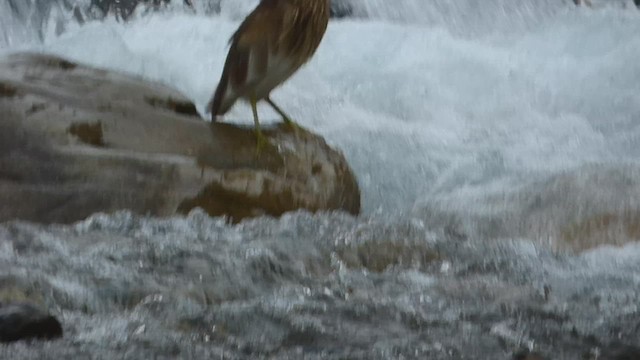 Indian Pond-Heron - ML563093371