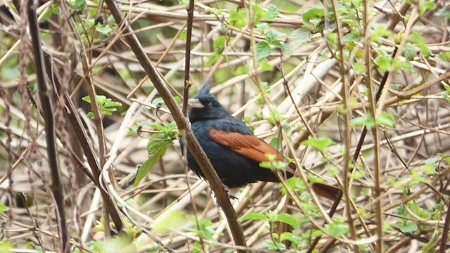 Crested Bunting - ML563095041