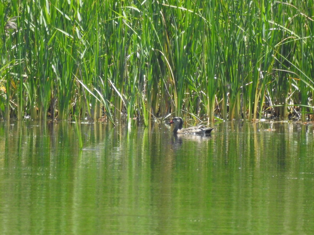 Blue-winged Teal - ML563102301