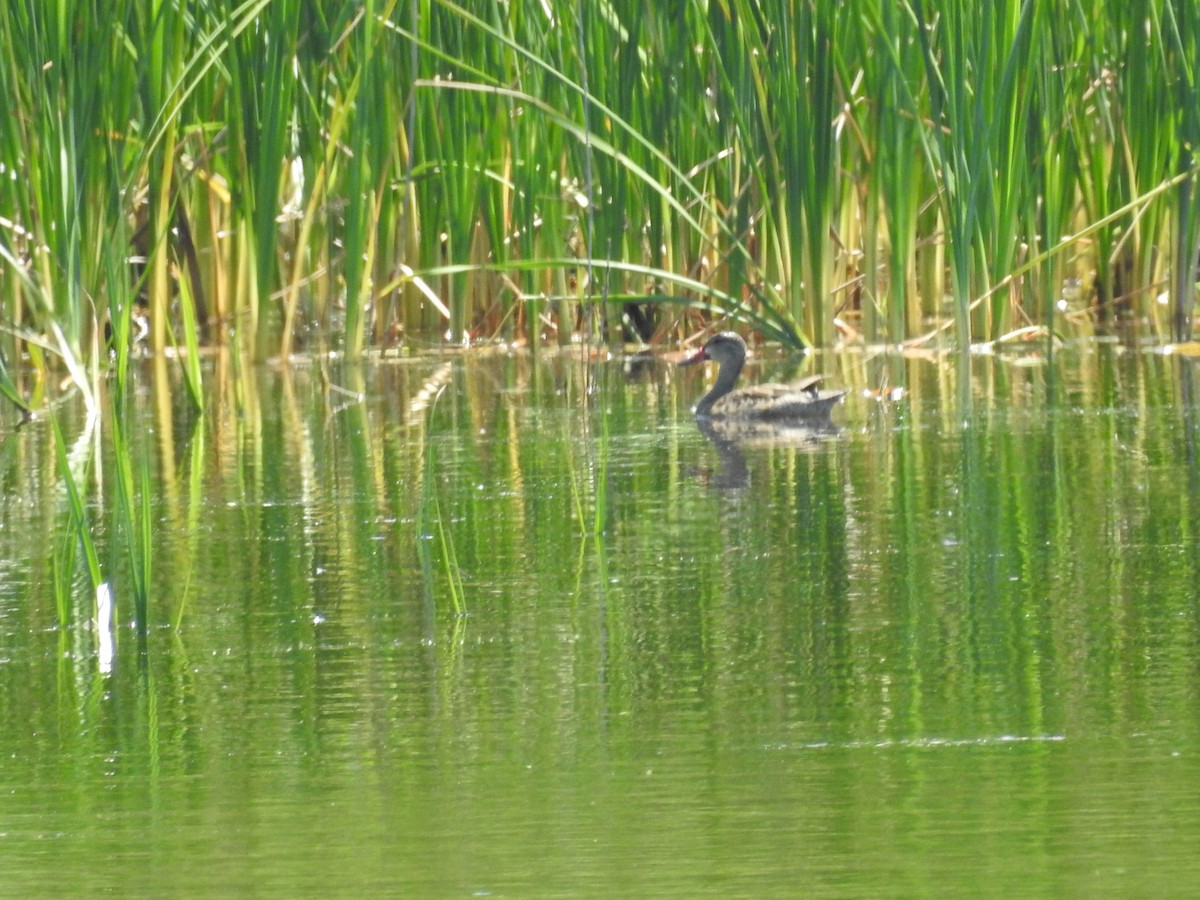 Blue-winged Teal - ML563102711