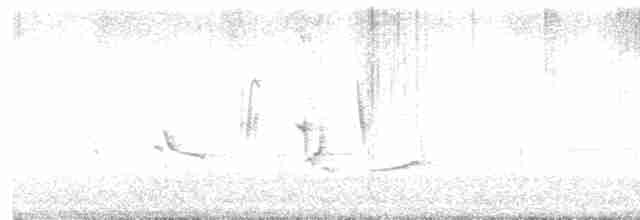 Oriole des vergers - ML563102881