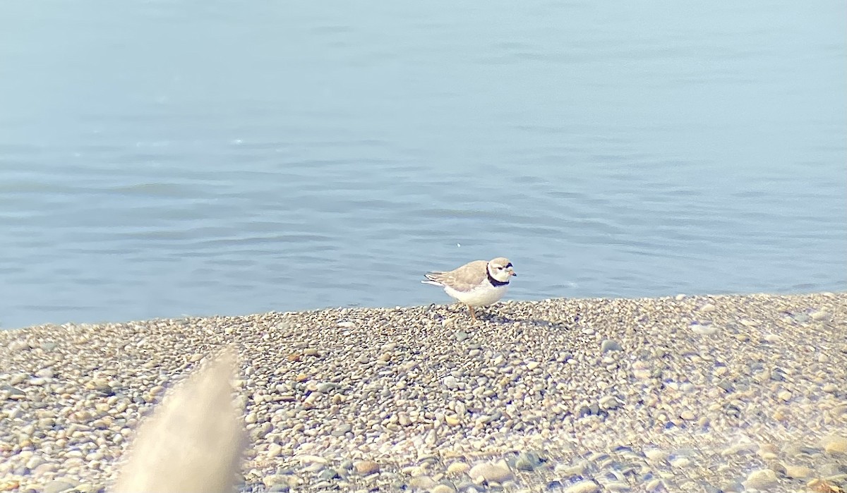 Piping Plover - ML563104091