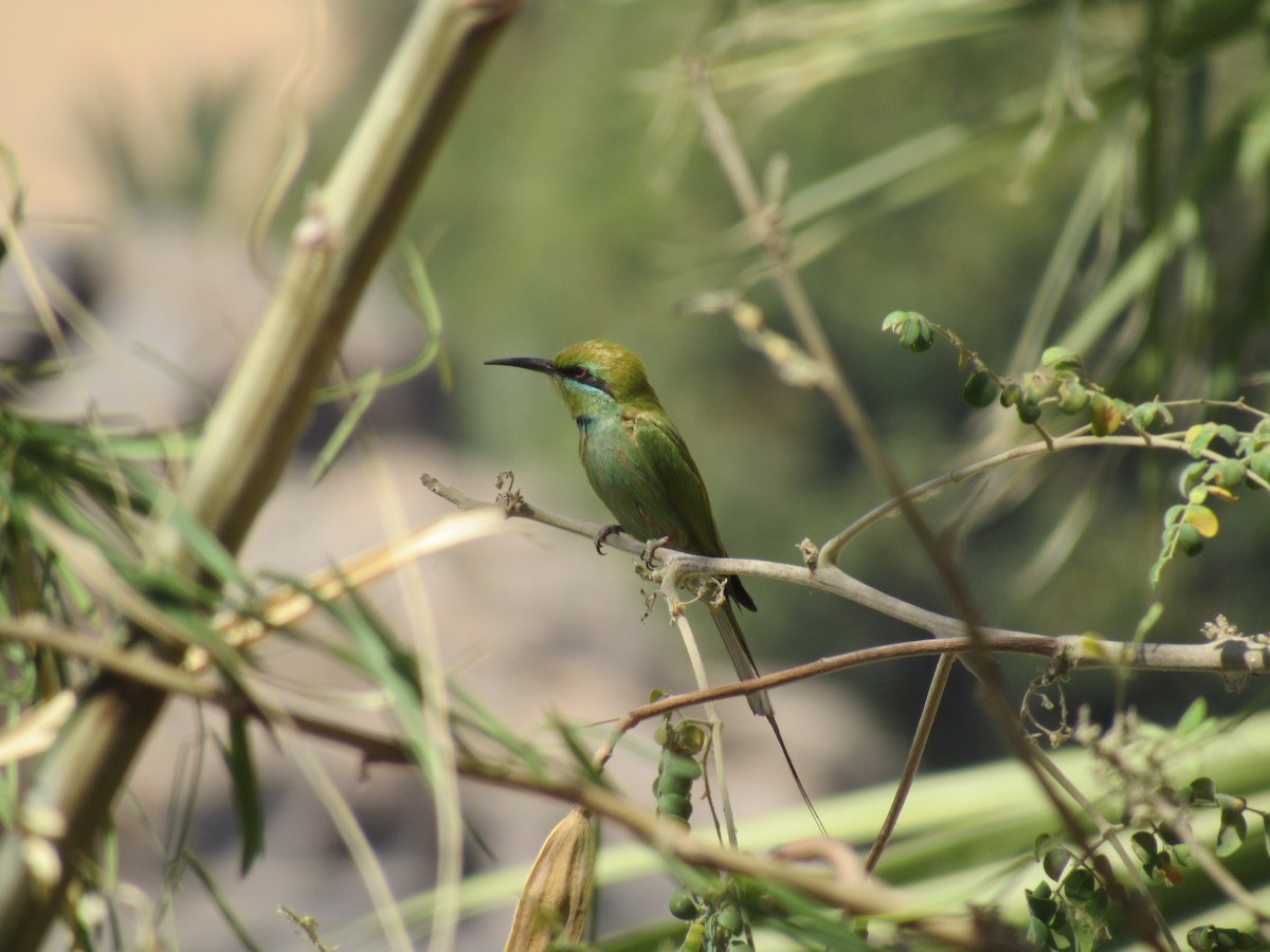 African Green Bee-eater - ML563104481