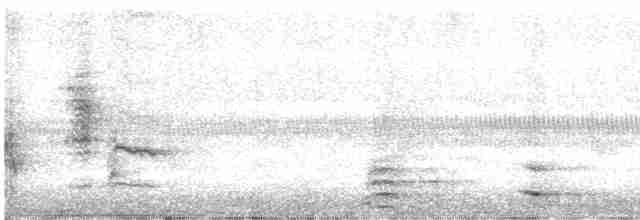 Great Reed Warbler - ML563105641