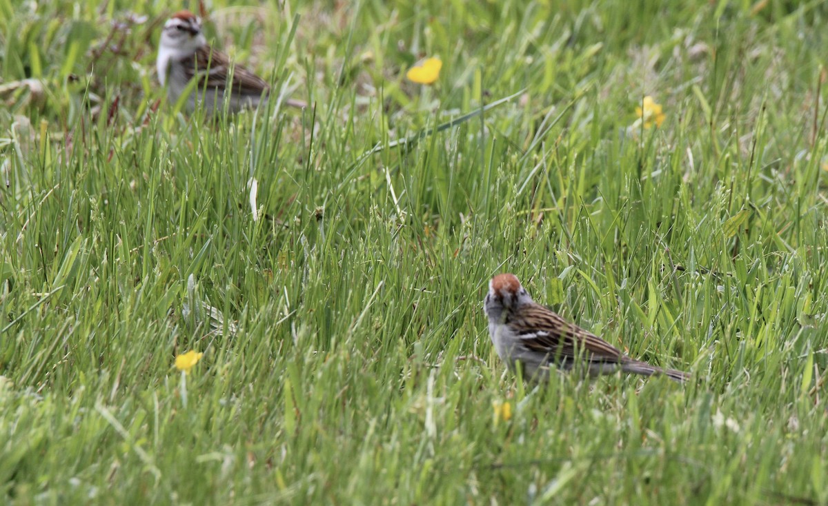 Chipping Sparrow - ML563107711