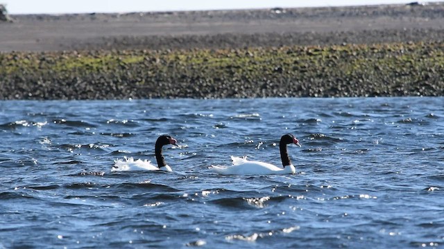Black-necked Swan - ML563115761