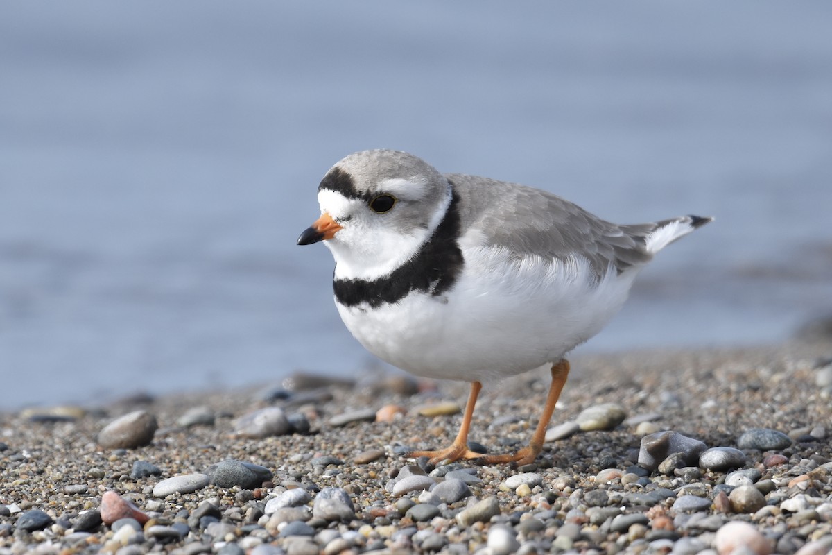 Piping Plover - ML563118261