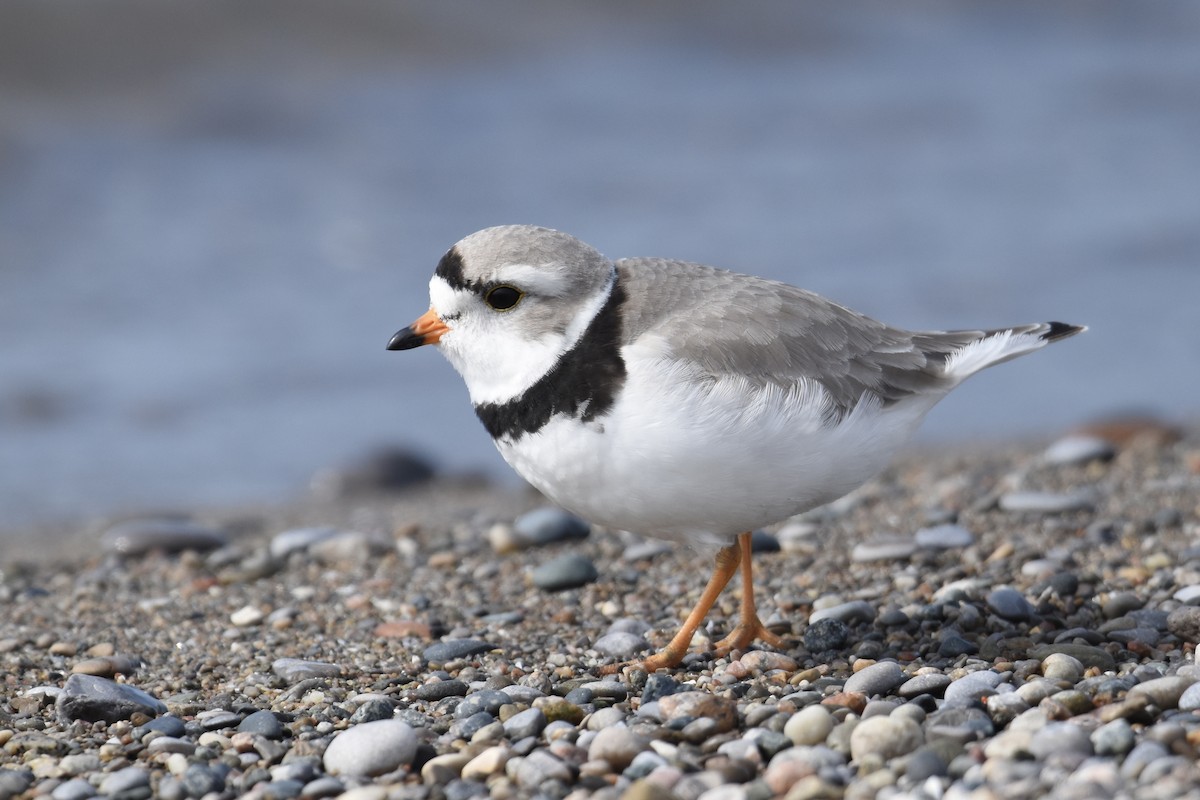 Piping Plover - ML563118281