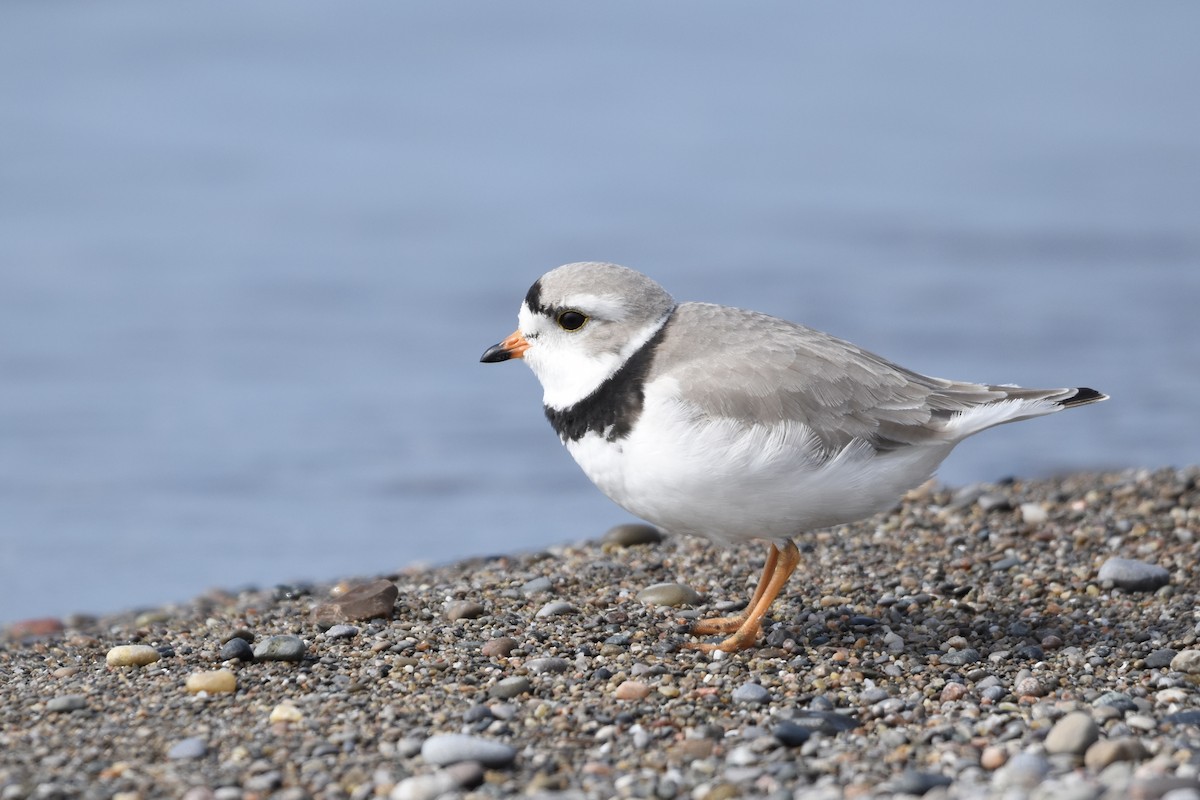 Piping Plover - ML563118311