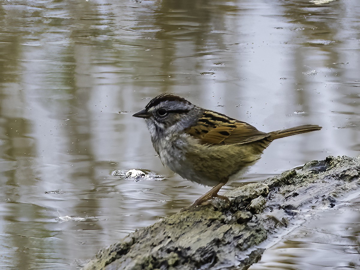 Swamp Sparrow - ML563118851