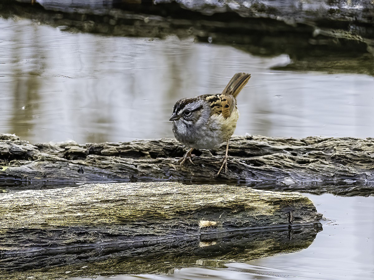 Swamp Sparrow - ML563118871