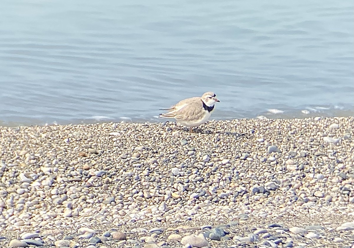 Piping Plover - ML563129921