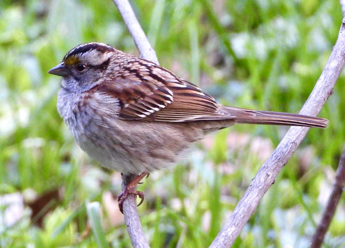White-throated Sparrow - ML563135261