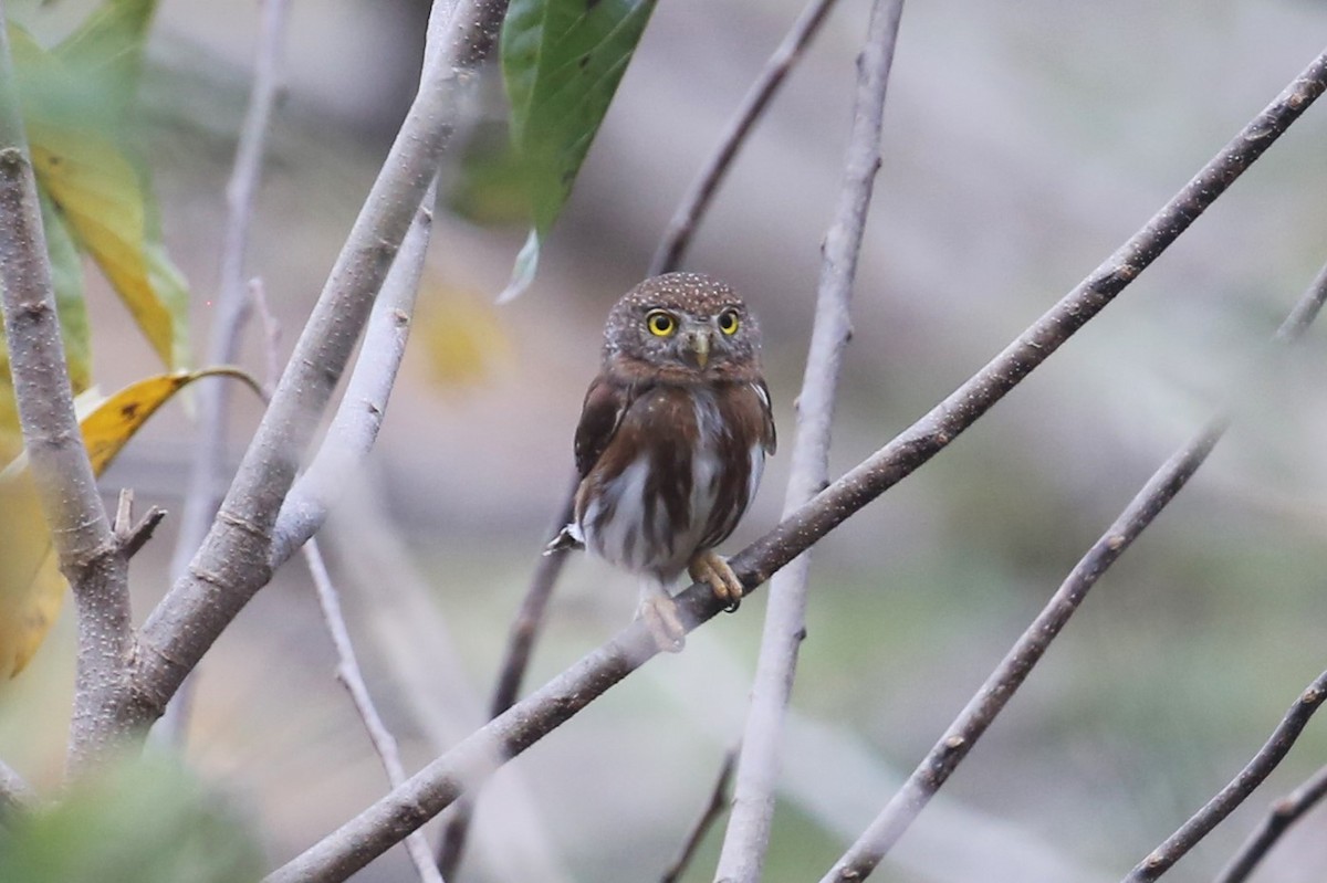 Colima Pygmy-Owl - ML563146491