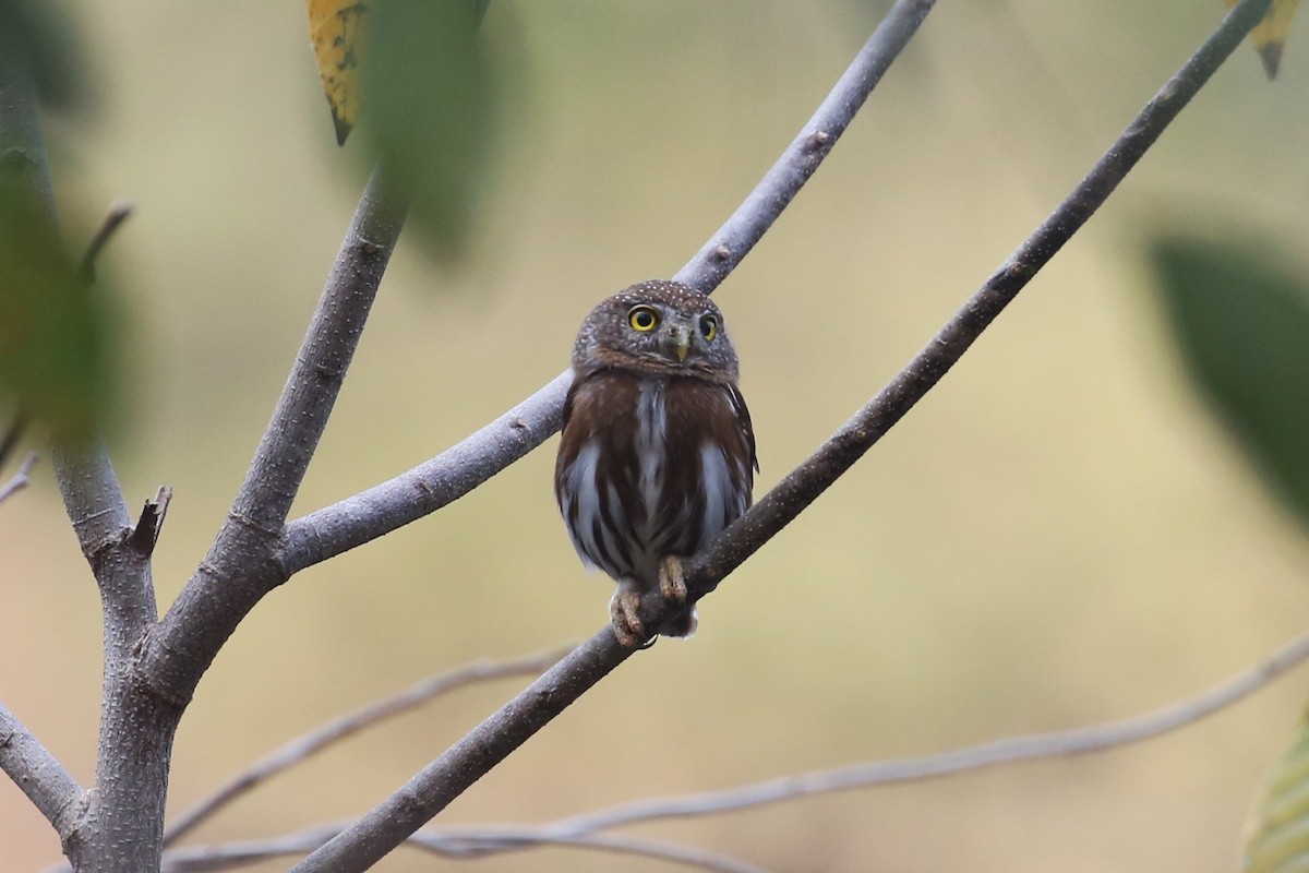 Colima Pygmy-Owl - ML563146531