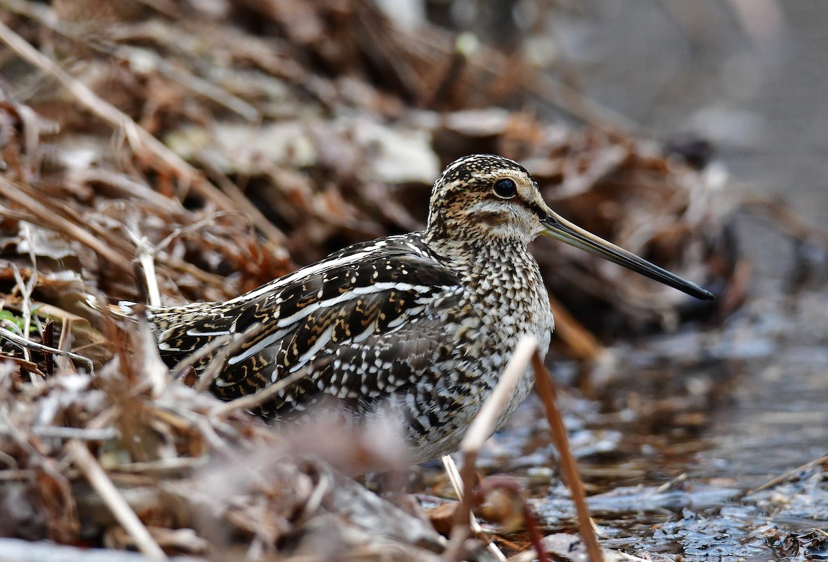 Wilson's Snipe - André Lanouette