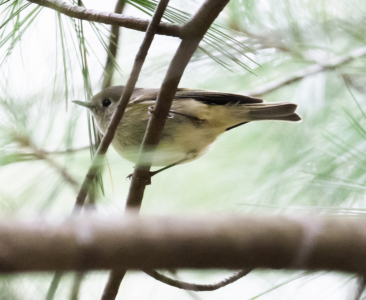 eBird Checklist 26 Apr 2023 Penns Creek Trail/Bald Eagle SFTunnel