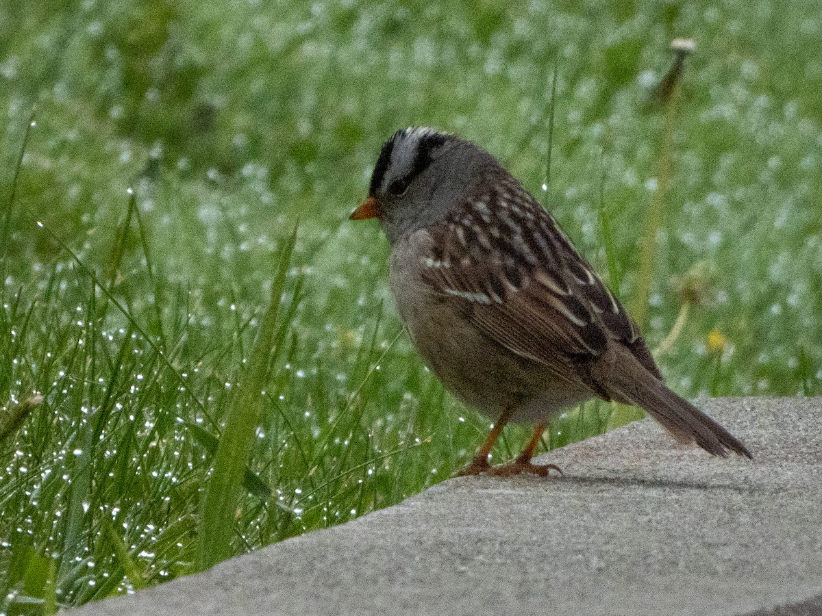 White-crowned Sparrow (Gambel's) - ML563157671