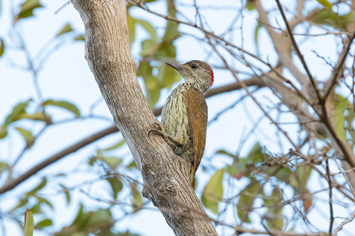 Mombasa Woodpecker - Thibaud Aronson