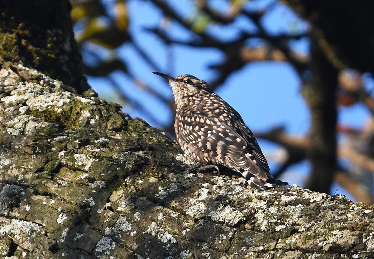 African Spotted Creeper - ML563159381