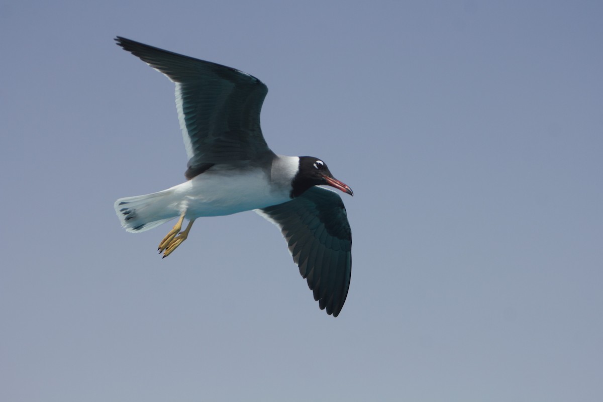White-eyed Gull - Pedro Cardia