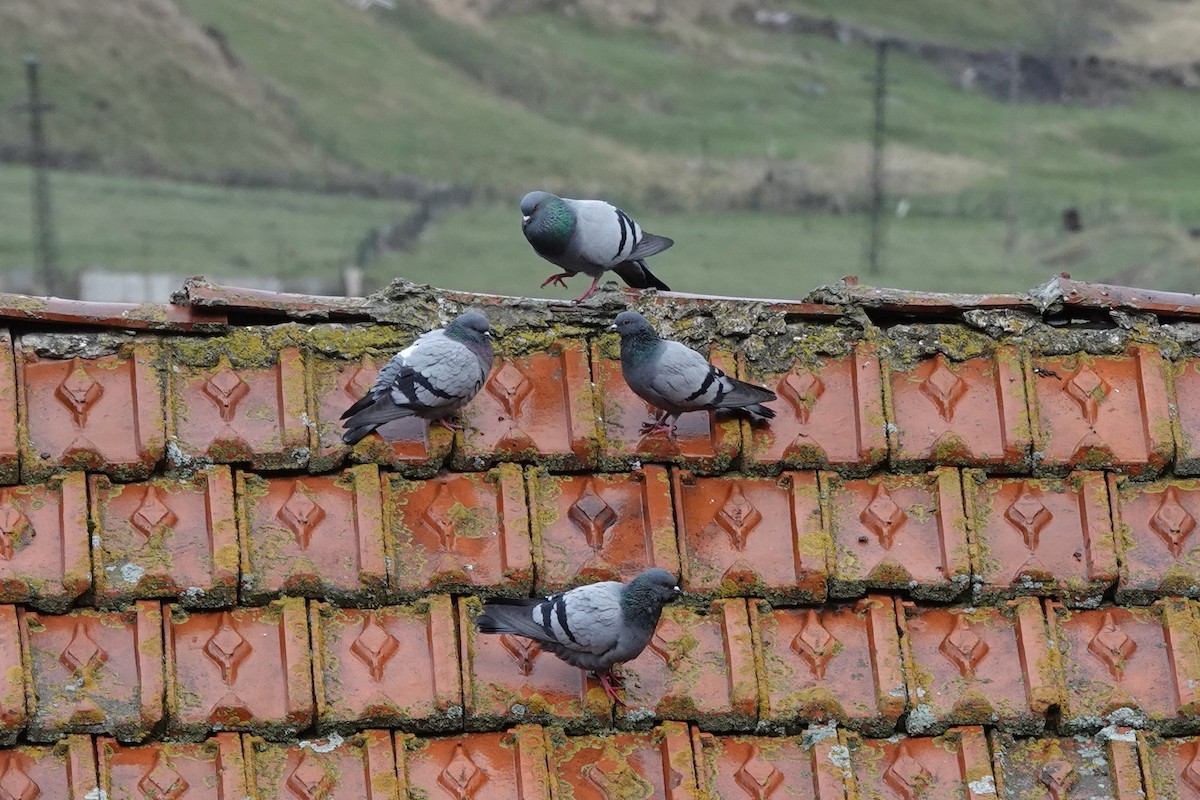 Rock Pigeon (Feral Pigeon) - ML563172941