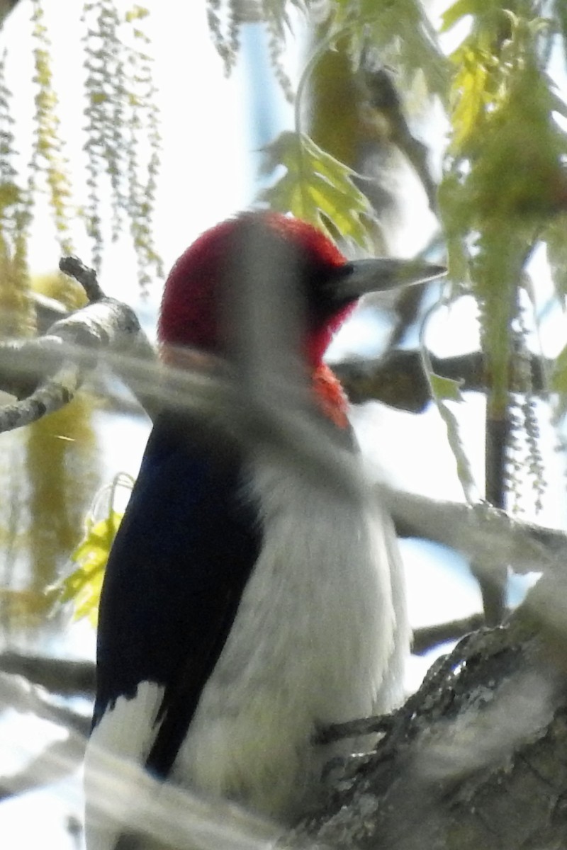 Red-headed Woodpecker - ML563175521