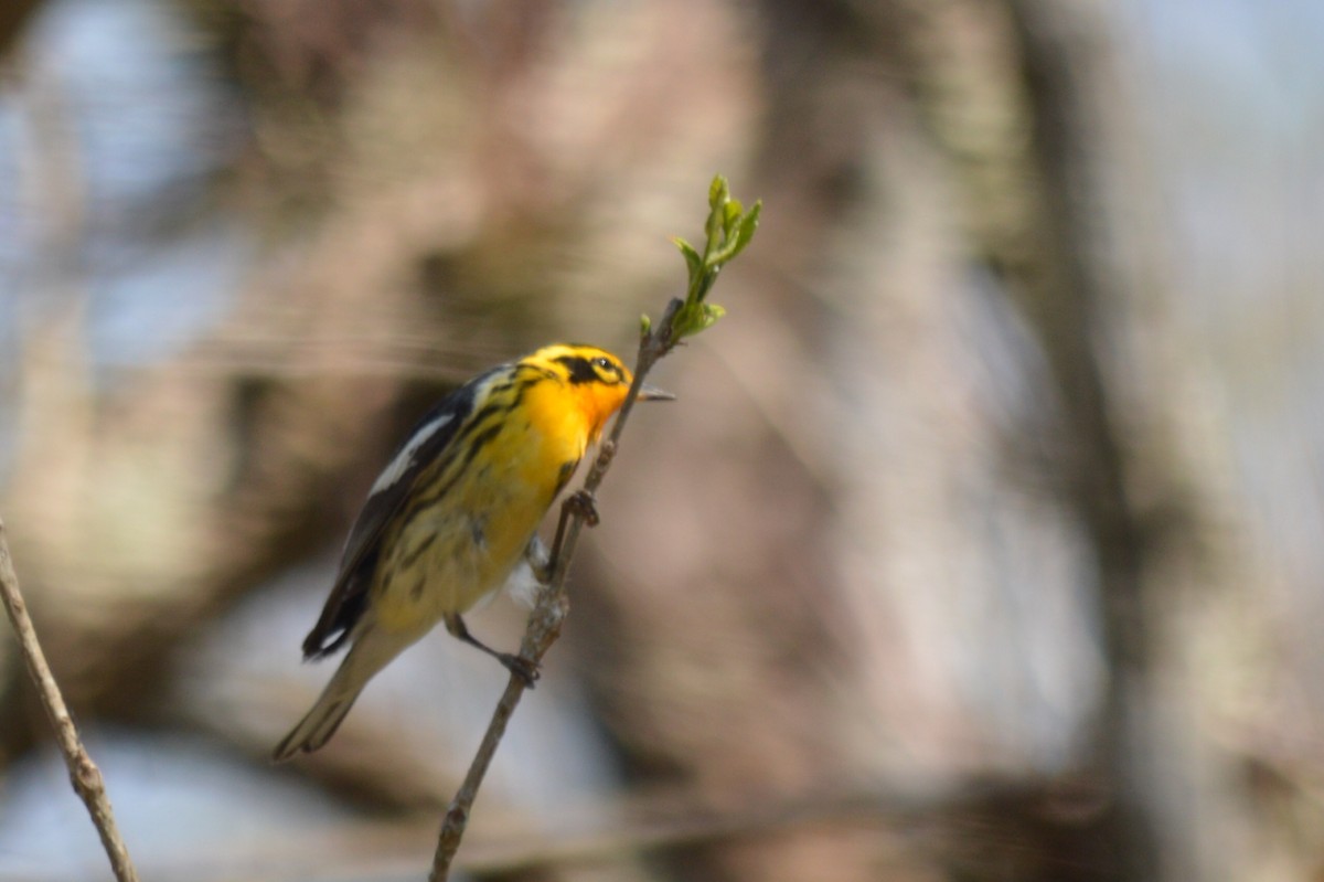 Blackburnian Warbler - Carlos Mancera (Tuxtla Birding Club)