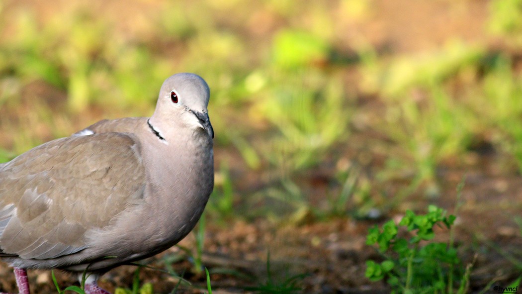Eurasian Collared-Dove - Ozgun Sozuer