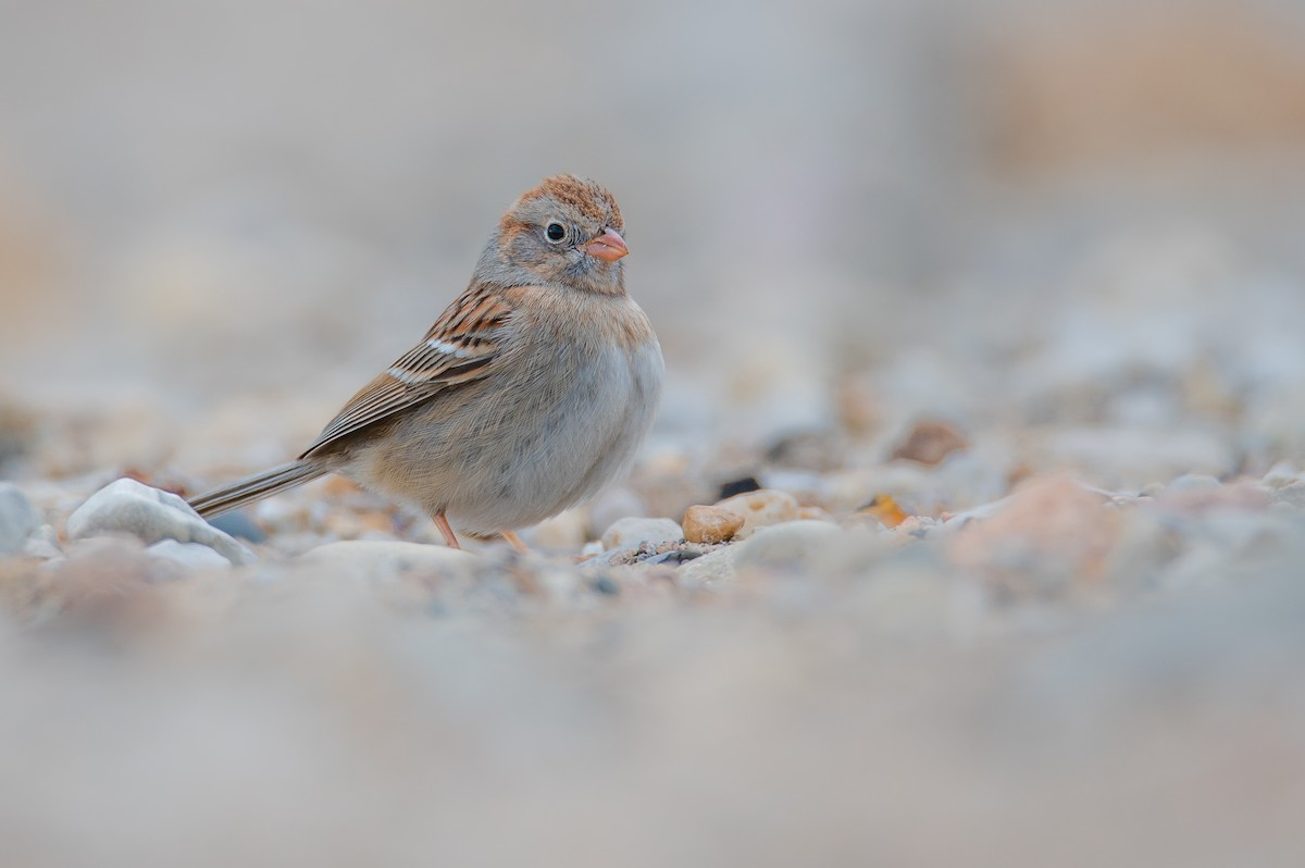 Field Sparrow - Simon Tolzmann