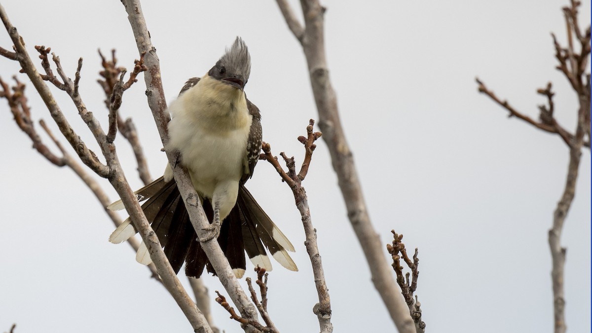 Great Spotted Cuckoo - ML563188091
