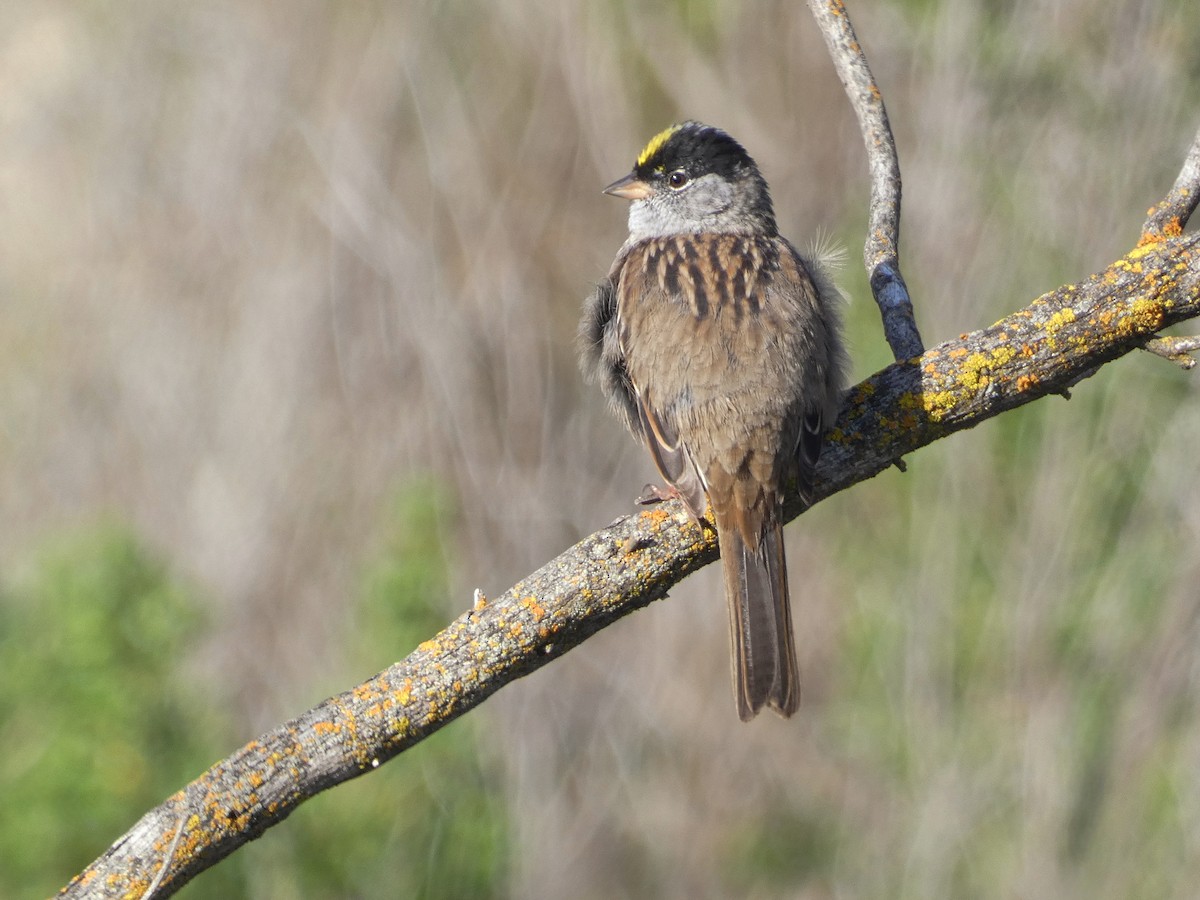 Golden-crowned Sparrow - ML563188251