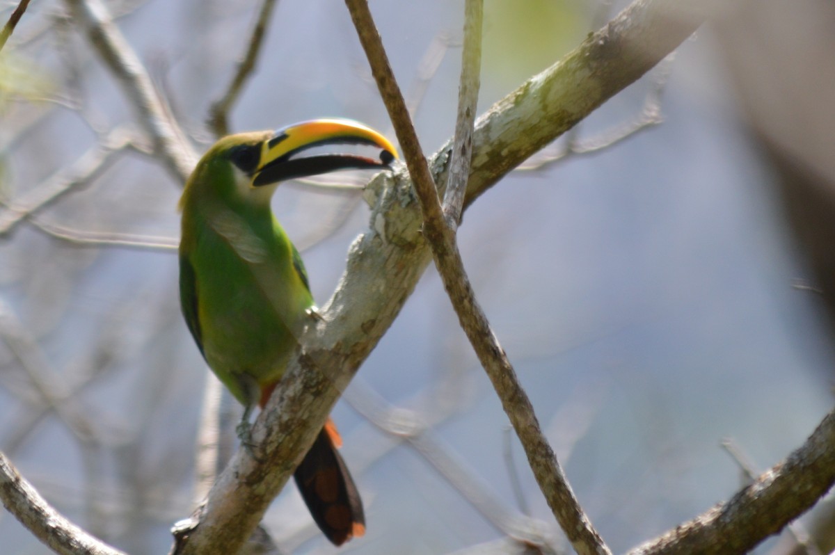 Northern Emerald-Toucanet - Carlos Mancera (Tuxtla Birding Club)