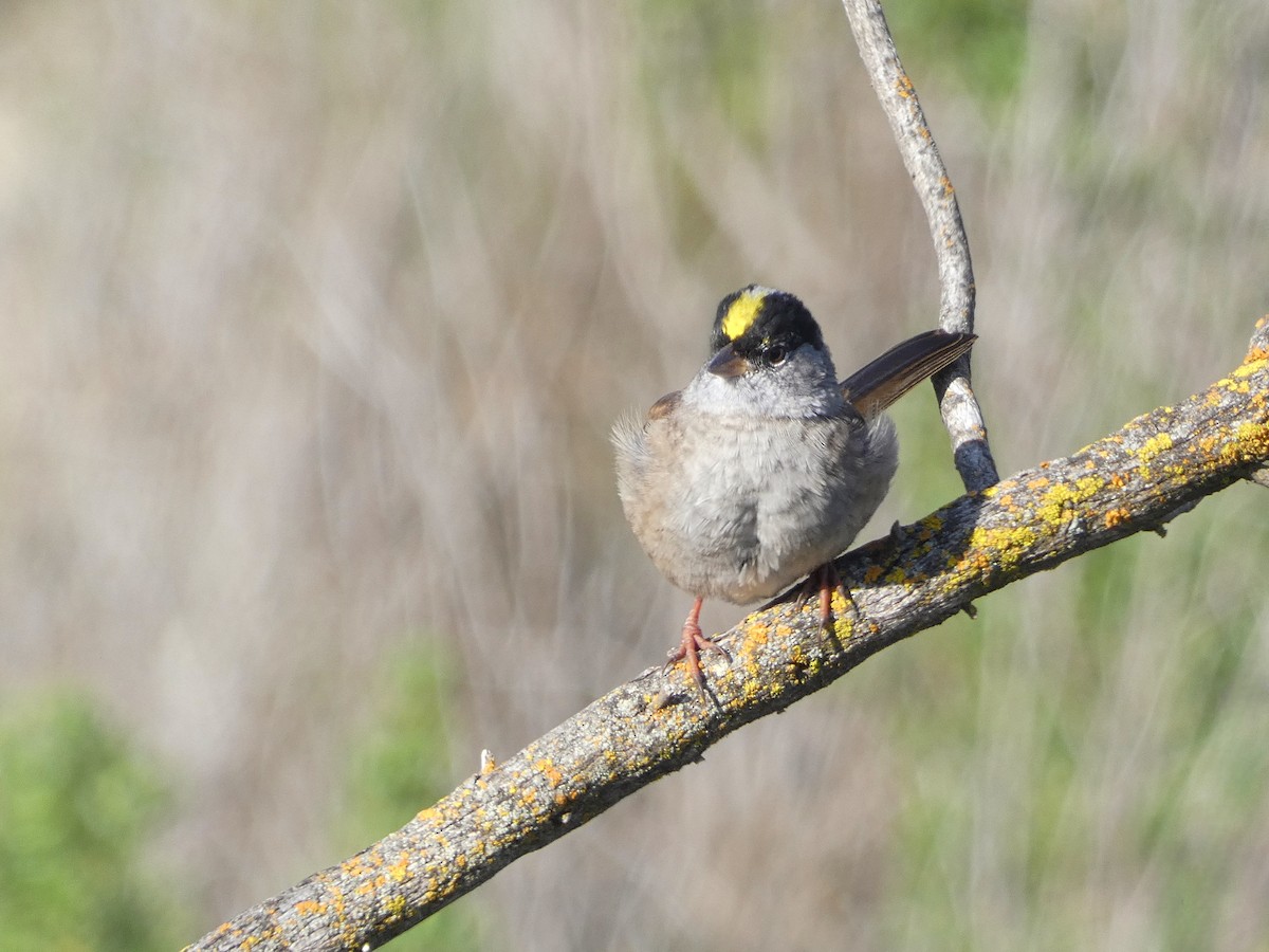 Golden-crowned Sparrow - ML563188541