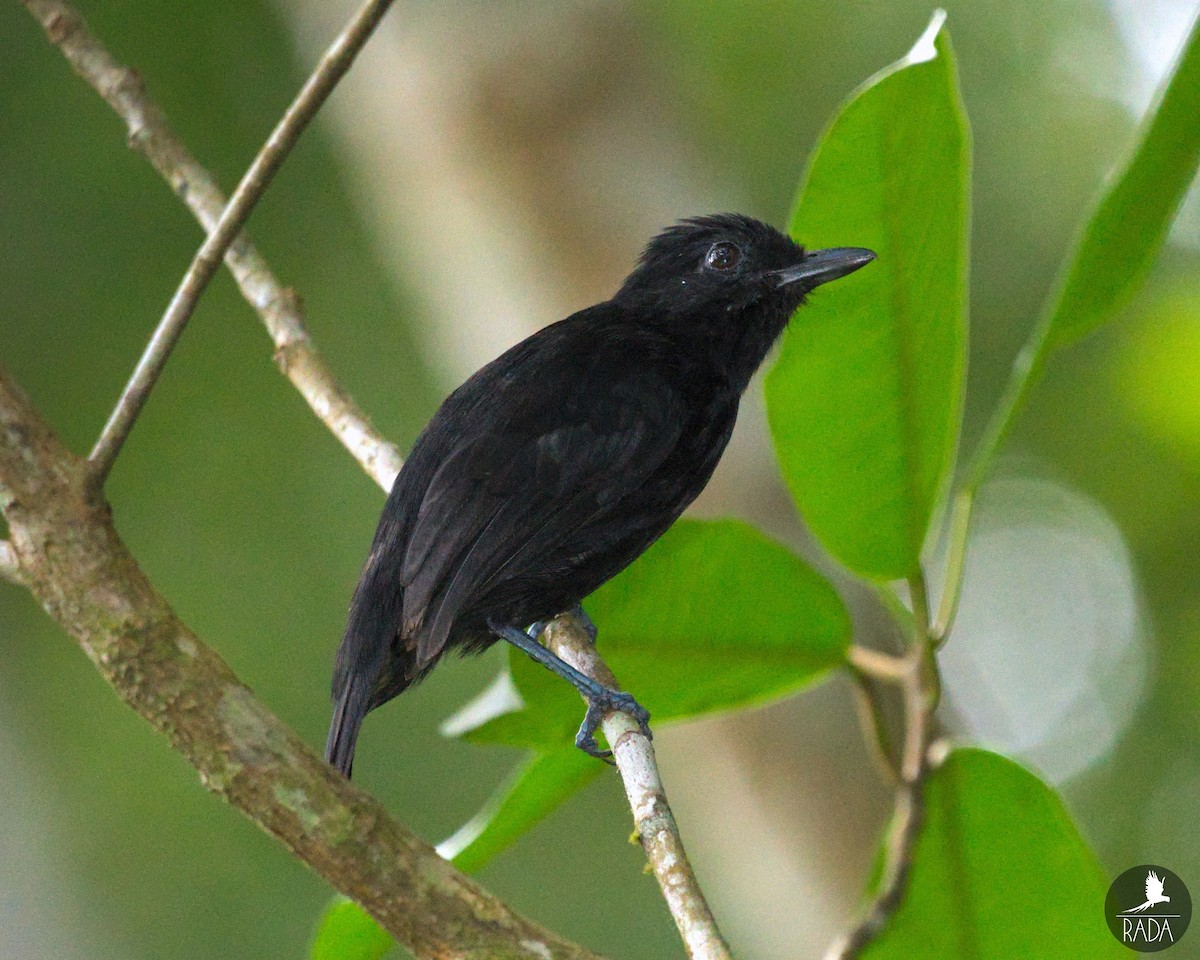 Black Antshrike - Ramón David Ruiz Correa (@rada.birding)