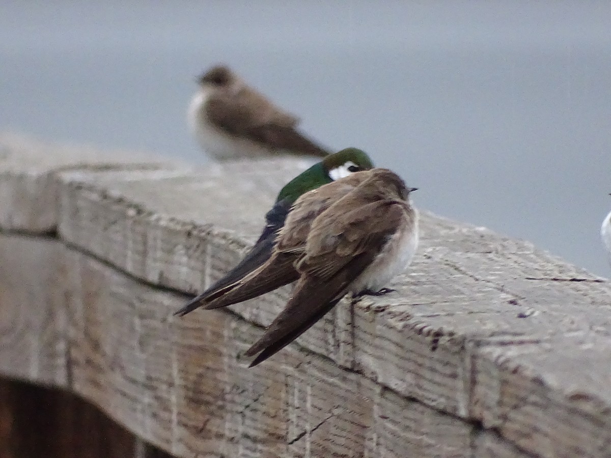 Northern Rough-winged Swallow - ML563197381