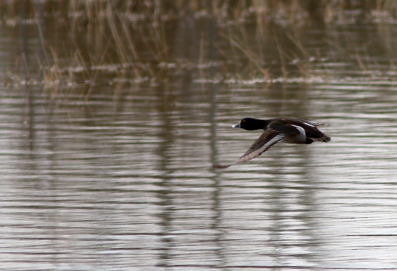 Ring-necked Duck - Yves Gauthier (Mtl)