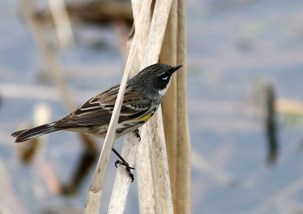 Yellow-rumped Warbler - Yves Gauthier (Mtl)