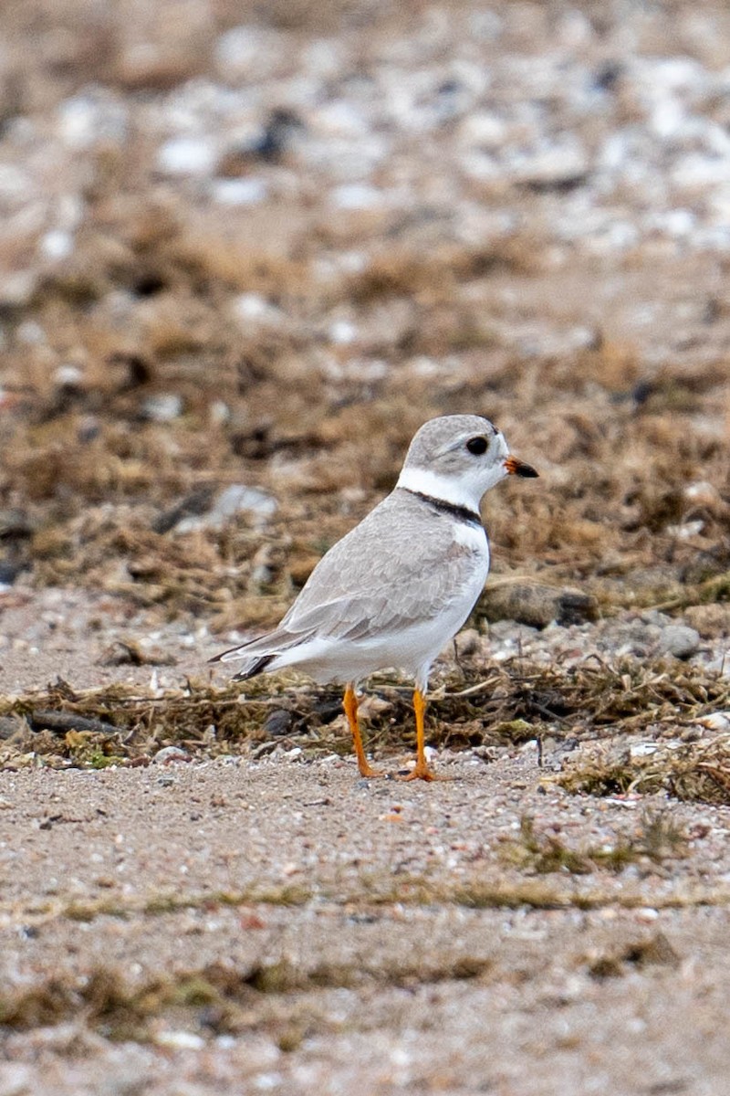 Piping Plover - ML563205081