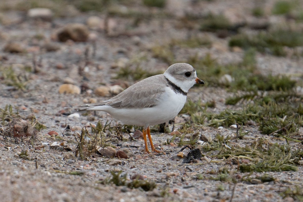 Piping Plover - ML563205091