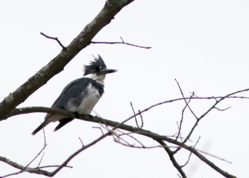 Belted Kingfisher - ML56320931