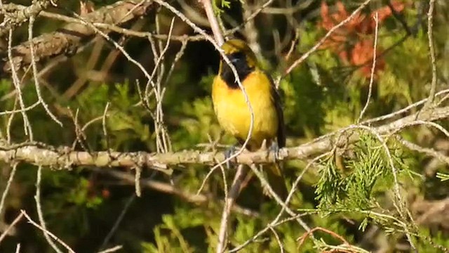 Orchard Oriole - ML563214681